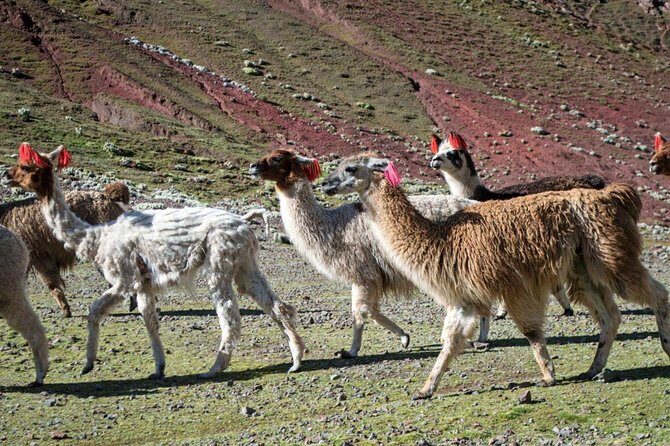 Rainbow Mountain Day Trip from Cusco – Full Day Guided Adventure - Small groups and why your guide makes or breaks the day