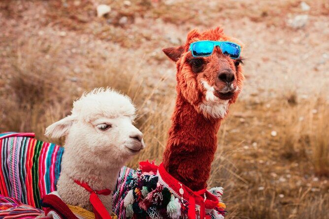 Sacred Valley & Salt Flats Tour (A Journey to the Heart of the Incas) - Urubamba lunch buffet: the mid-day reset that makes the long day work