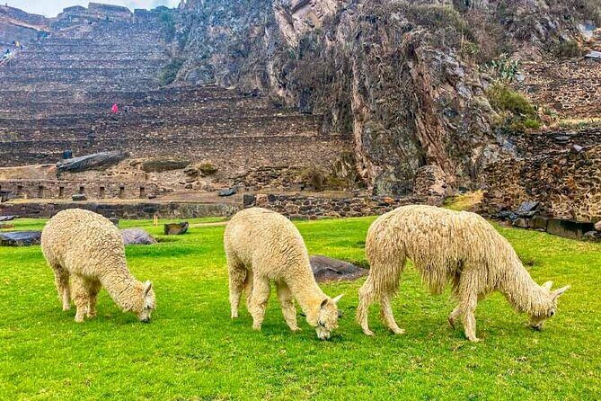 Sacred Valley Small Group Tour - Stop 4: Ollantaytambo fortress—Inca military engineering with panoramic payoff
