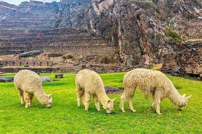 Sacred Valley Small Group Tour - Price and value: is $70 a fair deal for this whole-day route?