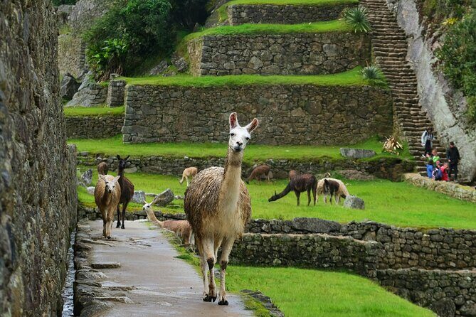 Two Day Short Inca Trail to Machu Picchu - Wiñay Wayna and lunch at the campsite