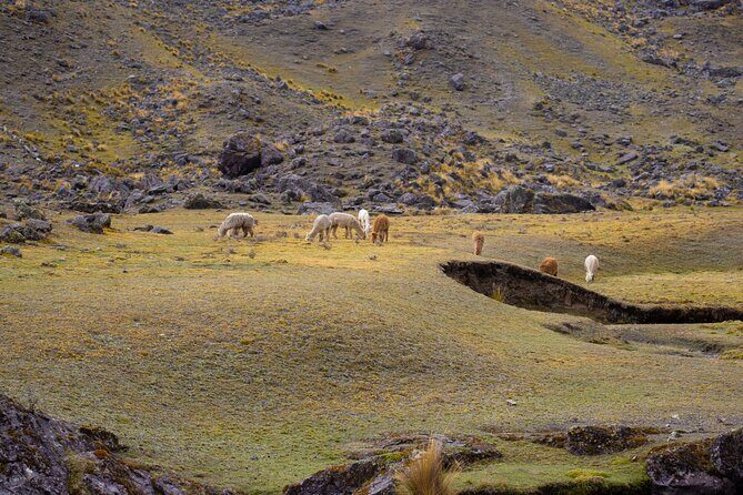 Vinicunca 7-Color Mountain Tour – Andean Adventure - Key things to know before you go