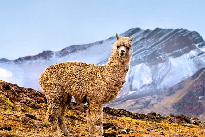 Vinicunca 7 Color Mountain Tour from Cusco - Cusipata Breakfast Buffet: A Smart Altitude Warm-Up