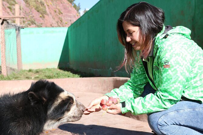 Voluntering at the Cochahuasi Sanctuary - Animal feeding, cleaning rooms, and building enclosures