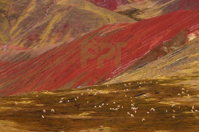 Walking with Alpacas in Palcoyo: The Alternative Rainbow Mountain - Guides, Oxygen, and First Aid: The “Comfort Seat Belt” at Altitude